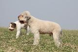 LAGOTTO 111